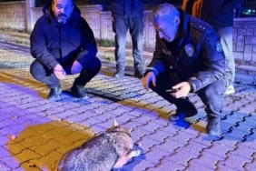 Samsun’da şehre inen çakala polis ekiplerinden şefkat eli