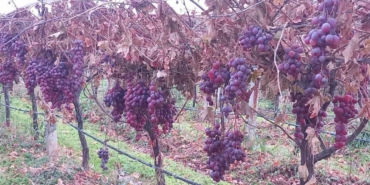 Sarıgöl’de 2025 yılı üzümleri dalında bekletip 2026’nın ilk günü hediye etti