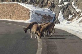 Sarp kayaların efendileri dağ keçileri Vauk Dağı eteklerinde otlanırken görüldü