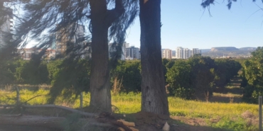 Şiddetli rüzgarda kırılan ağaç yola devrildi