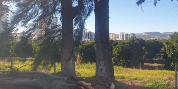 Şiddetli rüzgarda kırılan ağaç yola devrildi