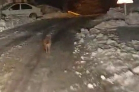 Sincik’te kurt köy merkezine indi