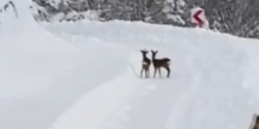 Sinop İl Özel İdaresi ekipleri, karın tadını çıkaran karacalarla karşılaştı