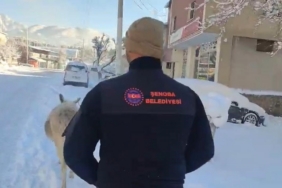 Şırnak’ta sokak hayvanları barınaklara toplandı