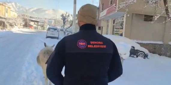 Şırnak’ta sokak hayvanları barınaklara toplandı