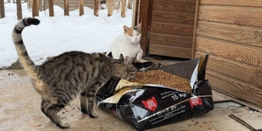 Soğuk havalarda sokak hayvanlarına şefkat eli