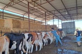 Söke’de 8 mahallede şap karantinası kaldırıldı