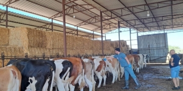 Söke’de 8 mahallede şap karantinası kaldırıldı