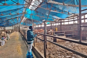 Tavşanlı’da hayvancılık işletmelerine yönelik besilik hayvan kapasite tespit çalışması