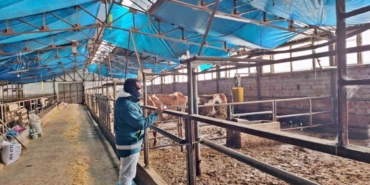 Tavşanlı’da hayvancılık işletmelerine yönelik besilik hayvan kapasite tespit çalışması