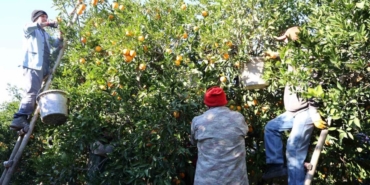 Tescilli Kozan portakalında hasat zamanı: Bahçede kilosu 10 TL
