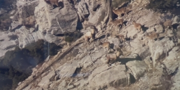 Toroslardaki yaban keçileri koruma altında