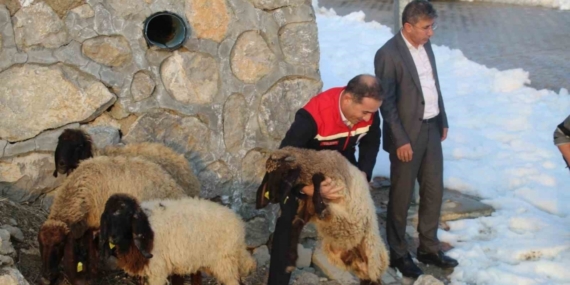 Vahşi hayvan saldırısında 35 koyun telef oldu, devlet yaraları sardı