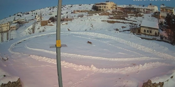 Vaşaklar ile kurtlar arasındaki kovalamaca kamerada