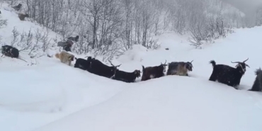 Yaban domuzunun saldırısına uğrayan çoban kameraya yansıdı