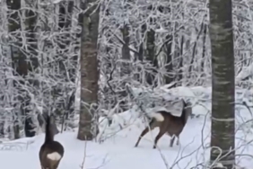 Yaban hayvanları için dağa çıktı, iki geyikle karşılaştı