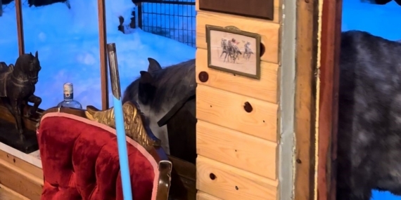 Yabani yılkı atları evine kadar geldi, ortaya samimi anlar çıktı: "Hoş geldiniz"