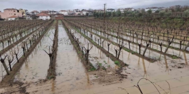 Yağmurlar bağcıların yüzünü güldürdü
