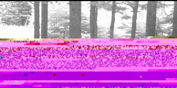 Yavru ayı zıplayarak ailesinin peşinden koştu