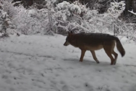 Yiyecek arayan vaşak ile kurtlar fotokapana yansıdı