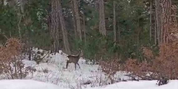 Yiyecek arayan yaban hayvanları karlı yollara indi