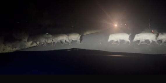 Yolun karşısına geçen domuz sürüsü şaşırttı