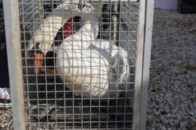 Yolunu şaşıran kuğu, Ankara’da bir evin bahçesine düştü