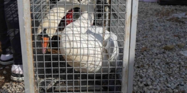 Yolunu şaşıran kuğu, Ankara’da bir evin bahçesine düştü