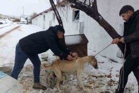 Yozgat’ta 2025 yılında 7 bin 548 sahipli hayvana mikroçip uygulandı