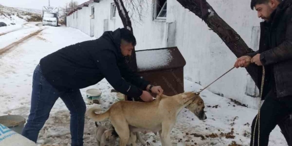 Yozgat’ta 2025 yılında 7 bin 548 sahipli hayvana mikroçip uygulandı