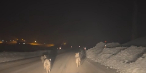 Yüksekova’da aç kalan kurt sürüsü köy yoluna indi